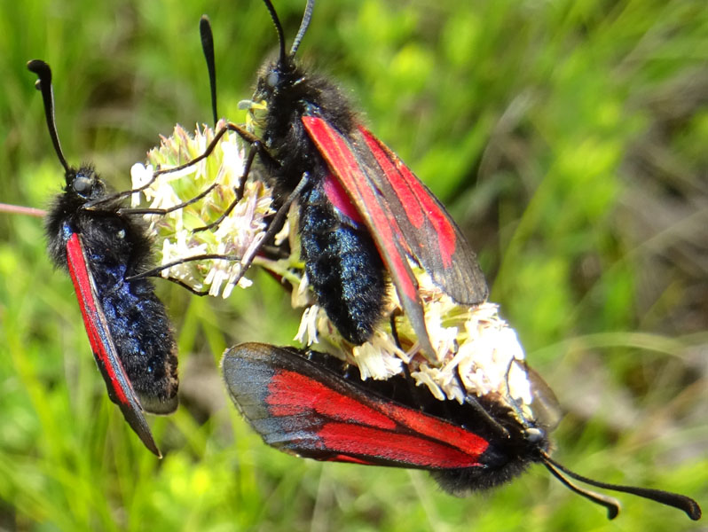 Zygaenidae - Zygaena (Mesembrynus) purpuralis